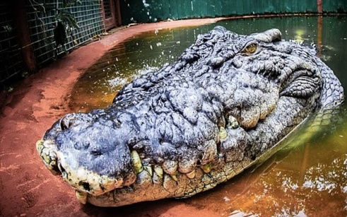 Berusia 120 Tahun, Penampakan Buaya Terbesar Dunia