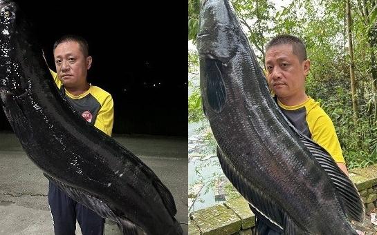 Strike, Pemancing Ini Tangkap Ikan Gabus Terbesar Capai 19,2 Kg