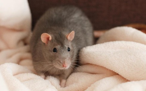 Berikut Penyakit yang Disebabkan Oleh Wabah Tikus