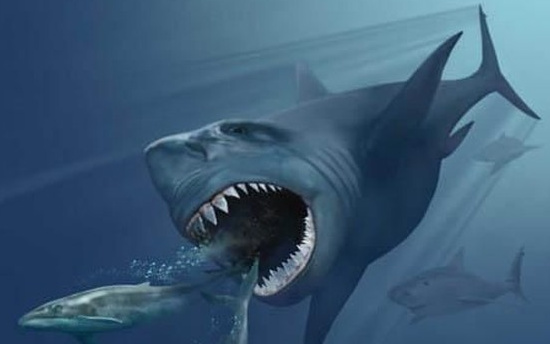 Apakah Megalodon Masih Hidup? Ini Faktanya