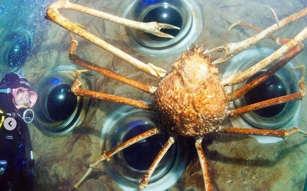 Penampakan Kepiting Raksasa Big Daddy Cetak Rekor Dunia