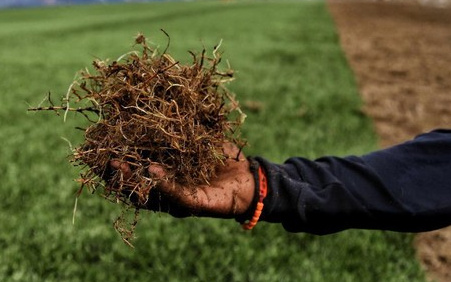 Berikut Perbedaan Rumput Stadion Standar FIFA dan Rumput Tanaman
