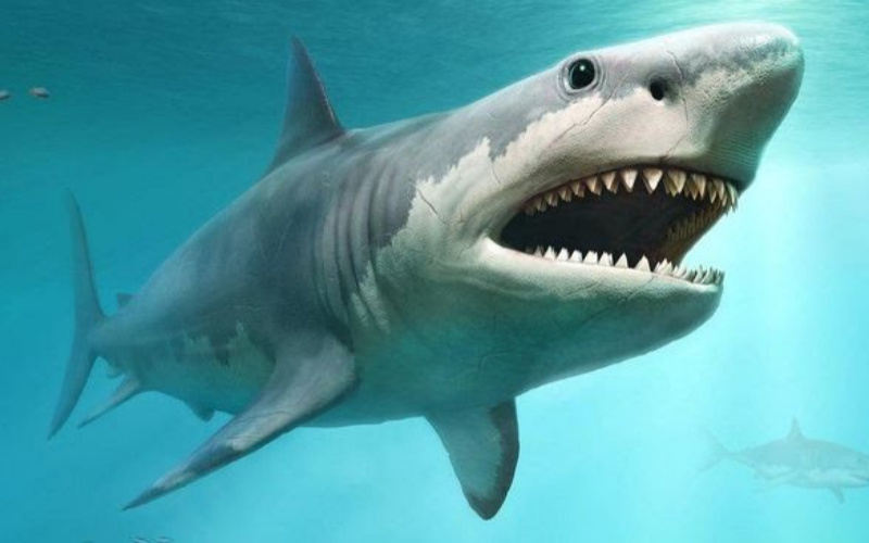 Hiu Raksasa Tertangkap Satelit, Bukti Megalodon Masih Ada