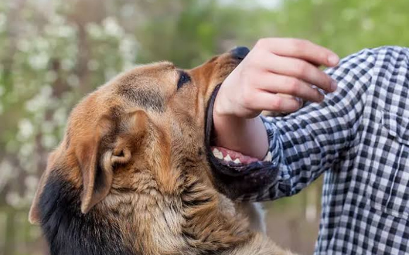 5 Warga Riau Digigit Anjing Rabies, Satu Orang Meninggal Dunia
