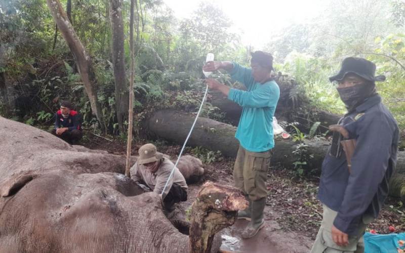 Diduga Keracunan, Seekor Gajah di Riau Mati Gadingnya Terpotong