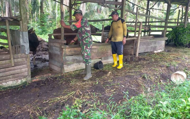 Babinsa Bagan Besar Dumai Sosialisasi Pencegahan PMK