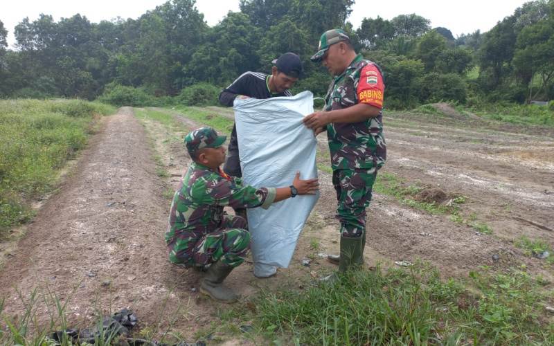 Personel Koramil 02/BK Lakukan Pemasangan Mulsa Pada Demplot Cabai