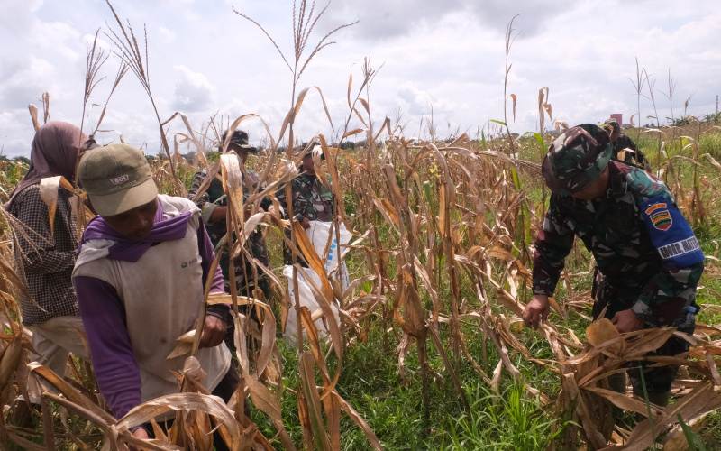 Binaan Kodim Dumai, Kebun Milik Petani Jagung di Sungai Sembilan Panen