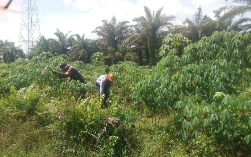 Karya Nyata Tanaman Ubi, Babinsa Koramil 01/Dumai Sosialisasi