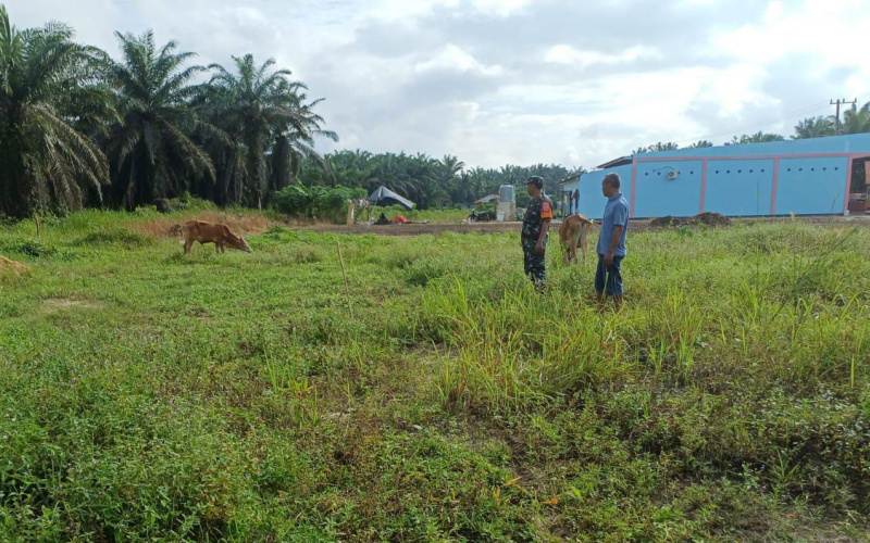Giat Rutin, Babinsa Koramil 02/BK Pantau Kesehatan Hewan Ternak