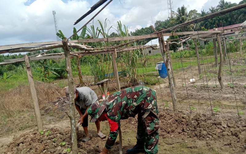 Babinsa Kelurahan Mekarsari Giat Karya Nyata Tanaman Sayur Pare