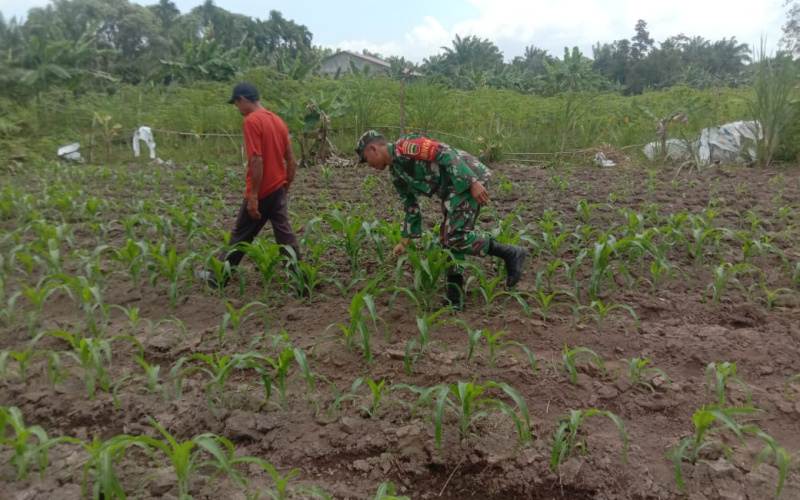 Babinsa Kelurahan Mundam Giat Pendampingan Karya Nyata