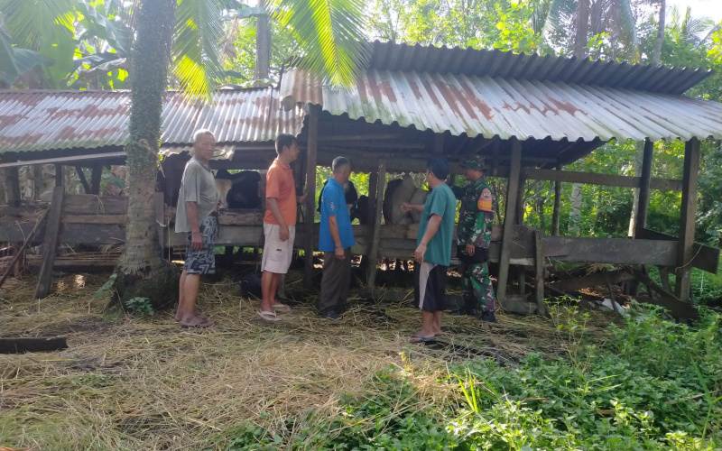 Gencar Lakukan Pencegahan PMK, Babinsa Koramil 03 SS Sosialisasi