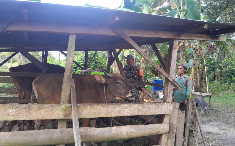 Babinsa Koramil 01/Dumai Rutin Sosialisasi Pencegahan PMK
