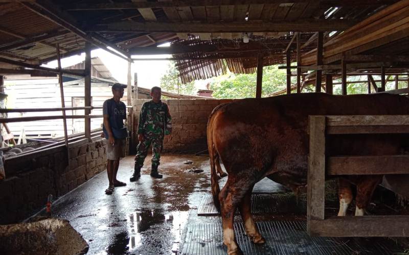 Giat Sosialisasi Pencegahan PMK, ini yang dilakukan Babinsa Koramil 03