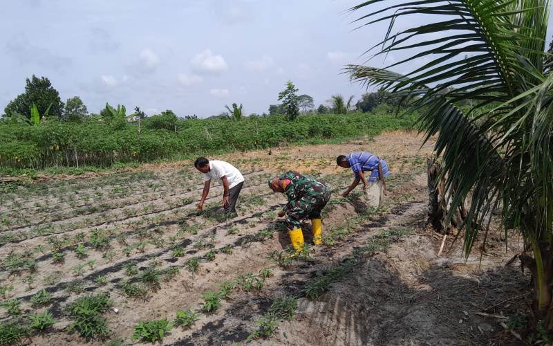 Tingkatkan Hasil Panen Warga, Babinsa Kelurahan Bukit Timah Sosialisasi Pendampingan Karya Nyata