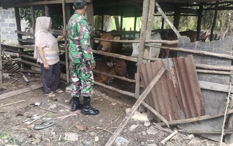 Babinsa Kelurahan Bukit Kapur Cegah PMK: Kandang Harus Dibersihkan Secara Rutin