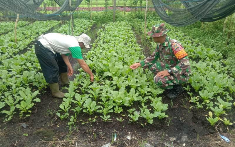 Karya Nyata Tanaman Sawi,  Babinsa Kelurahan Bagan Keladi Sosialisasi