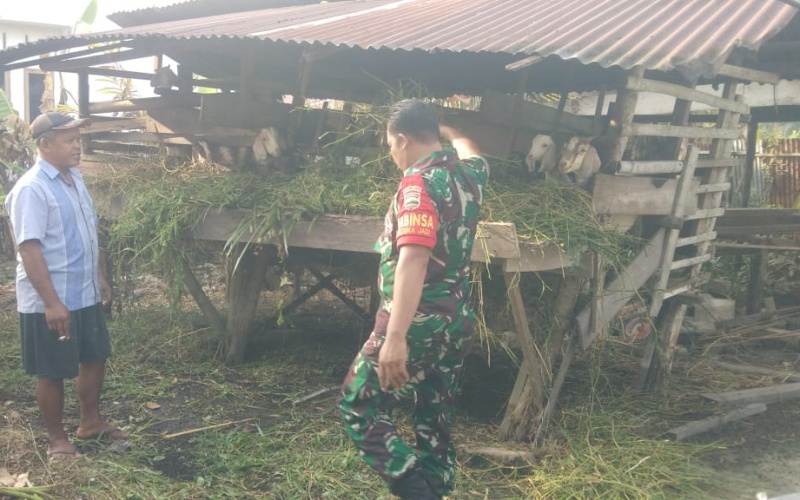 Sosialisasi Pencegahan Penyakit Mulut dan Kuku Pada Hewan Ternak oleh Babinsa Sukajadi