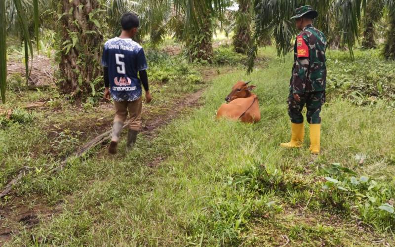 Serda Miftah Sosialisasi Pencegahan Penyakit Mulut dan Kuku Pada Peternak Sapi