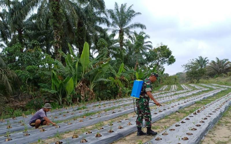 Babinsa Koramil 02/Bukit Kapur Lakukan Pendampingan Karya Nyata Tanaman Cabe