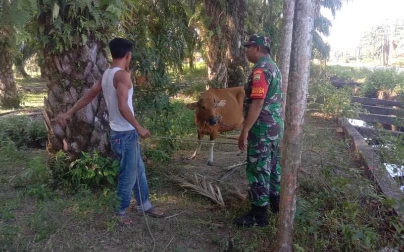 Babinsa Koramil 02/BK Sosialisasi Langkah Pencegahan Penyakit Pada Hewan Ternak