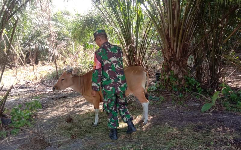 Lakukan Pencegahan Penyakit Pada Hewan Ternak, Babinsa Pangkalan Sesai Sosialisasi