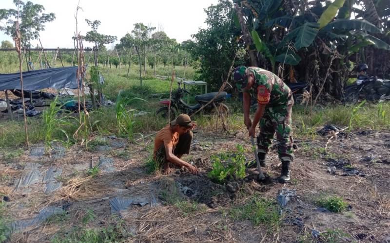 Babinsa Pangkalan Sesai Dumai Jalankan Sosialisasi Karya Nyata Tanaman Kemangi