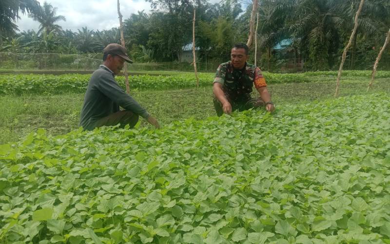 Sosialisasi dan Pendampingan Karya Nyata Tanaman Kemangi oleh Babinsa Bagan Keladi