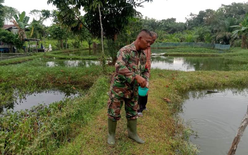 Budidaya Ikan Nila, Babinsa Mekarsari Lakukan Sosialisasi