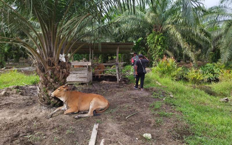 Serda Miftah Giat Sosialisasi Pencegahan PMK Pada Peternak Sapi