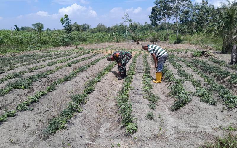 Budidaya Tanaman Ubi, Babinsa Bukit Timah Laksanakan Pendampingan Karya Nyata