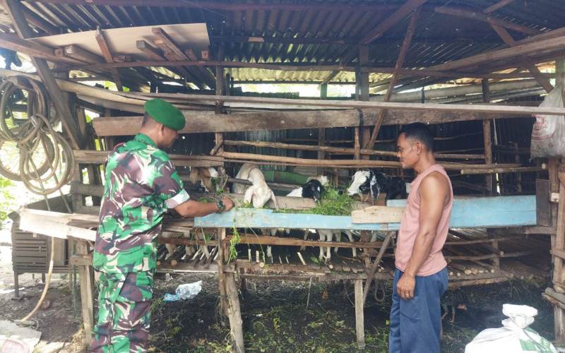 Babinsa Ratusima Cegah Penyakit Mulut dan Kuku Pada Ternak Warga