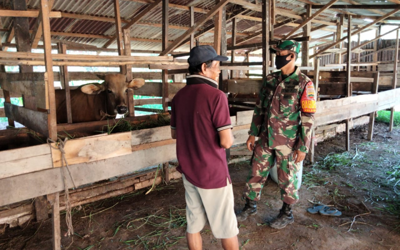 Memastikan Ternak Warga Tetap Sehat, Babinsa STDI Lakukan Sosialisasi