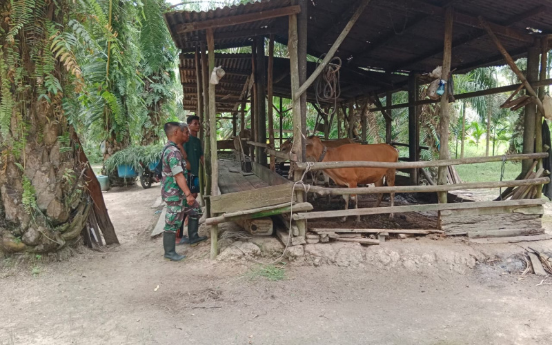 Cek Kesehatan Hewan Ternak Warga, Babinsa Sei Geniot Lakukan Sosialisasi