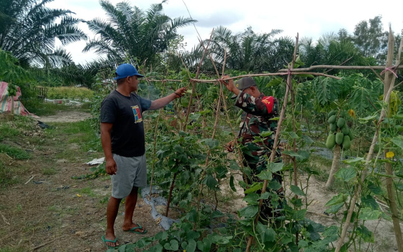 Tingkatkan Pengetahuan Masyarakat, Babinsa Ratusima Karya Nyata Tanaman Timun dan Pepaya