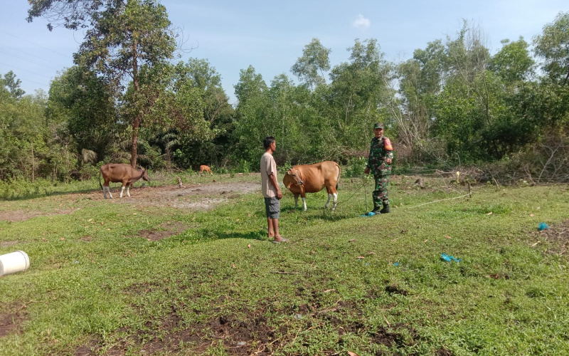 Babinsa Pangkalan Sesai Cegah Penyakit Mulut dan Kuku di Peternakan Warga