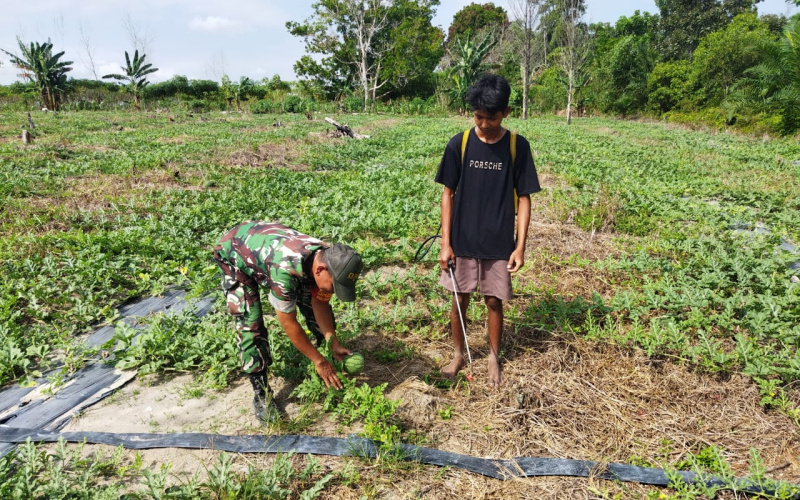 Koramil 01/Dumai Laksanakan Sosialisasi dan Pendampingan Karya Nyata Tanaman Semangka
