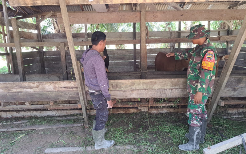 Rutin, Babinsa Bukit Datuk Cegah Penyakit Pada Ternak Milik Warga