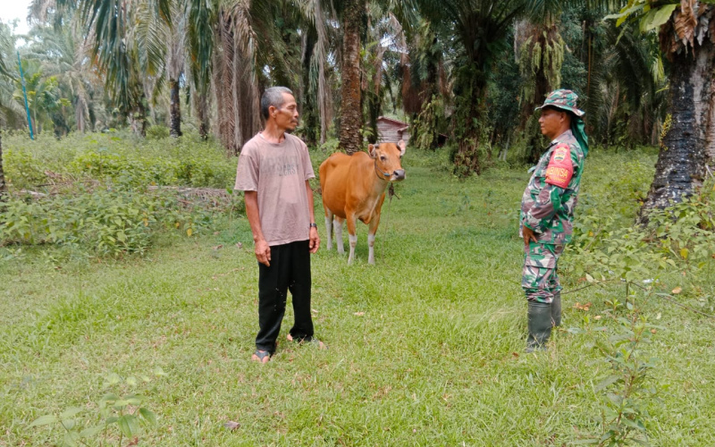 Pendampingan Karya Nyata Babinsa Sei Geniot Kepada Peternak Sapi