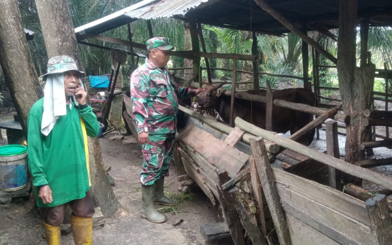 Babinsa Bagan Besar Cek Penyakit Mulut dan Kuku di Peternakan Warga