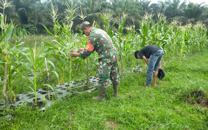 Babinsa Bagan Besar Rutin Giat Program Karya Nyata