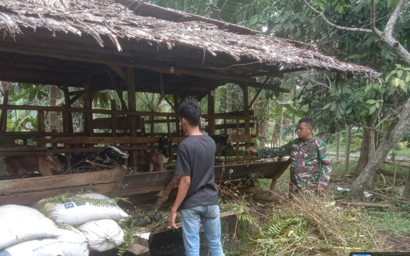 Babinsa Dumai Kota Cek Kebersihan di Peternakan