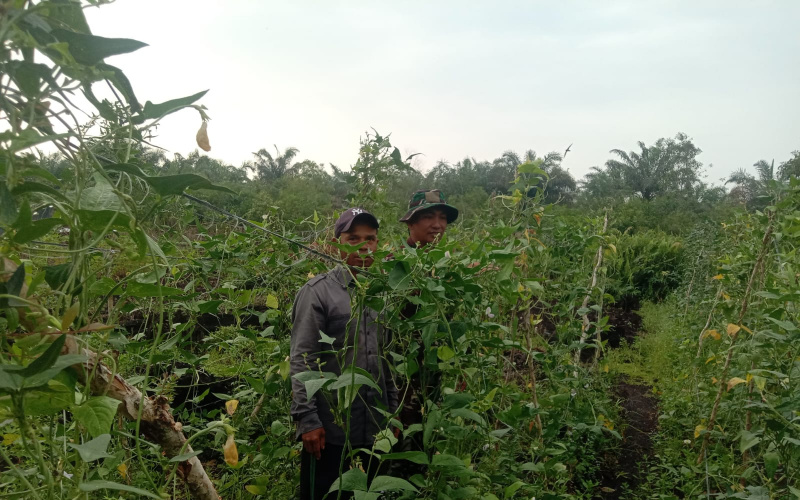 Babinsa Bagan Keladi Dukung Program Pertanian