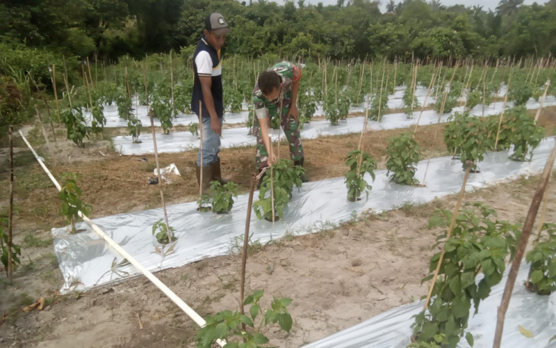 Karya Nyata, Babinsa Bukit Kapur Dampingi Petani Cabai