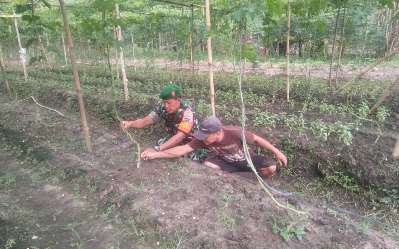 Babinsa STDI Lakukan Pendampingan Pada Petani