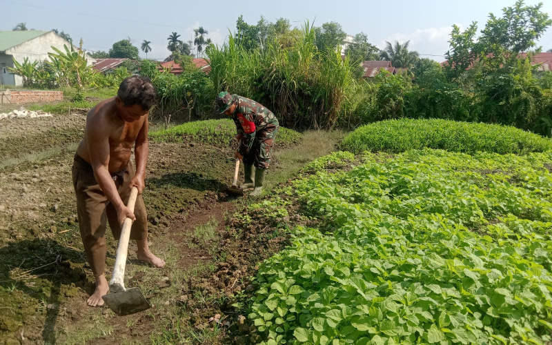 Babinsa Mekarsari Karya Nyata pada Petani Tanaman Bayam