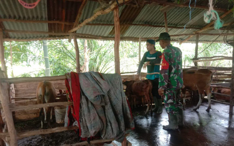 Babinsa Sertu Ramli Giat Pencegahan Penyakit Mulut dan Kuku di Peternakan
