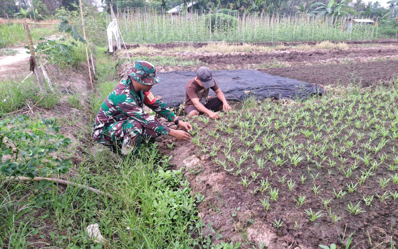 Pengembangan di Bidang Pertanian, Serda Andri Widodo Giat Karya Nyata