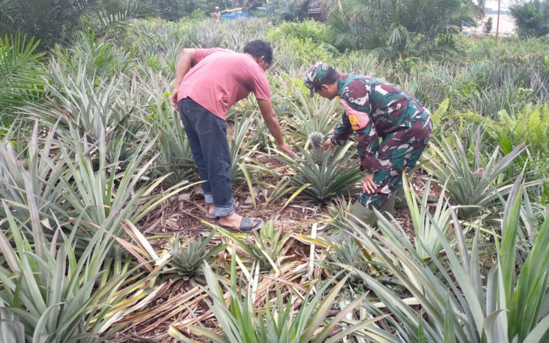 Serda Iwan Sahputra Dampingi Petani Budidaya Tanaman Nanas